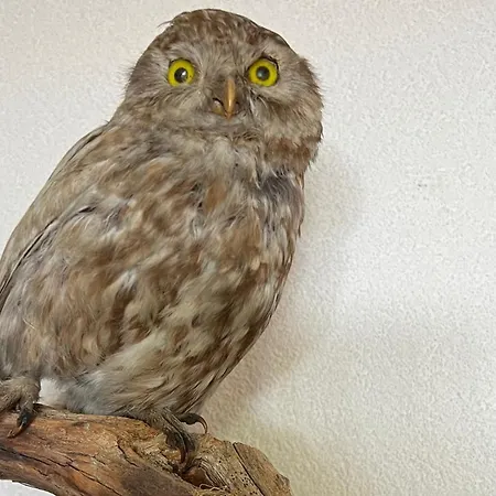 Apartment Casa Tschierva *