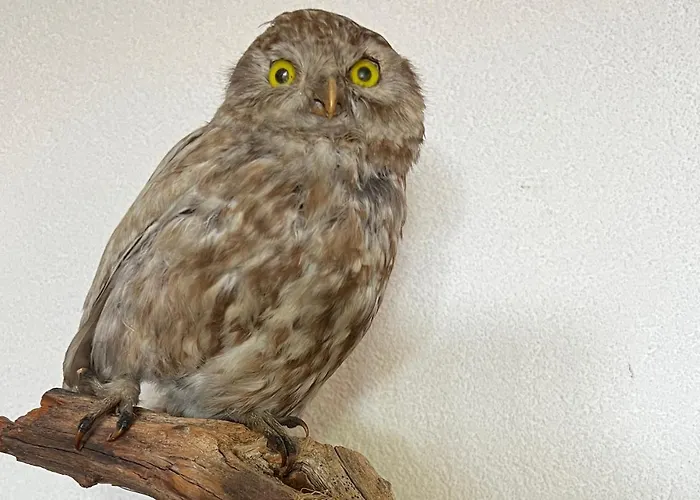 アパート Casa Tschierva *